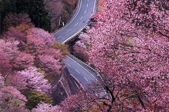 5 SPRING MOUNTAIN FESTIVALS